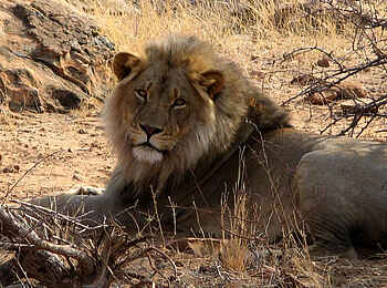 Tuli Safari Lodge Mashatu: Stattlicher Löwe