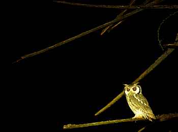 Tusk and Mane Safaris: White-faced Owl Tusk and Mane Safaris: White-faced Owl