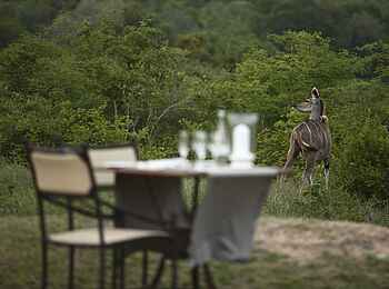 &Beyond Kirkman's Camp: Tierbeobachtung von der Lodge aus &Beyond Kirkman's Camp: Tierbeobachtung von der Lodge aus