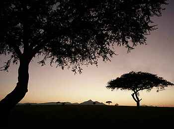 Apoka Safari Lodge: Akazien