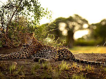 Duba Explorers Camp: Ein Leopard