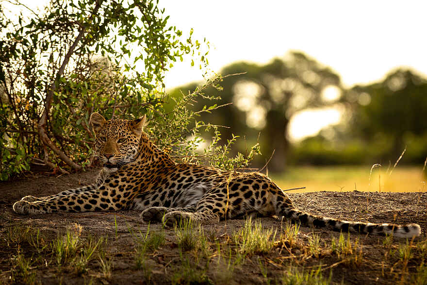 Duba Explorers Camp: Ein Leopard Duba Explorers Camp: Ein Leopard