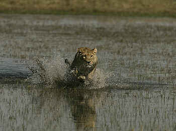 Duba Plains Camp: Jagd durchs Wasser