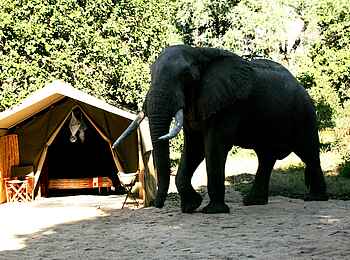 Goliath Tented Camp: Elefant vor einem Gästezelt