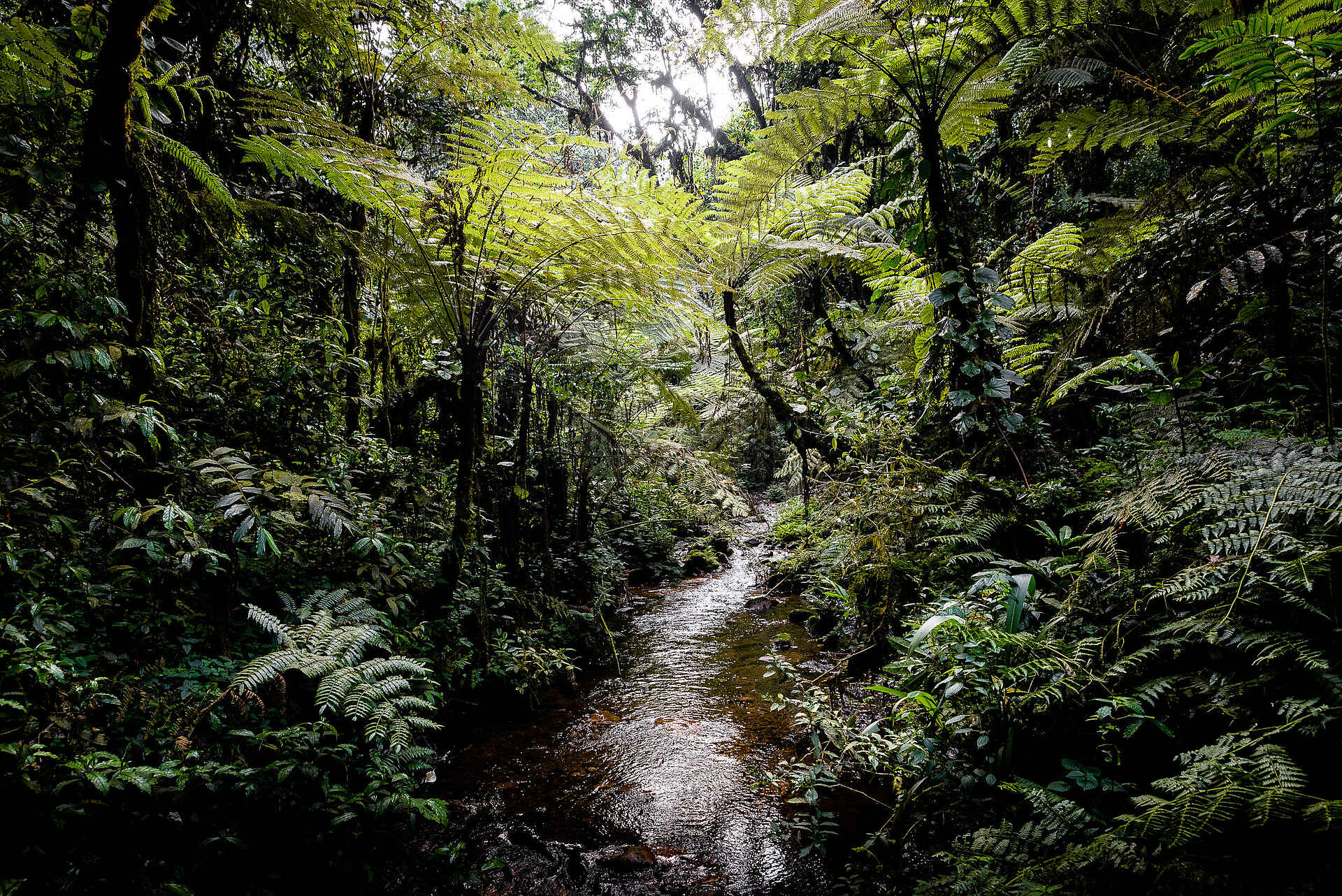 Gorilla Forest Lodge: Dichter Regenwald