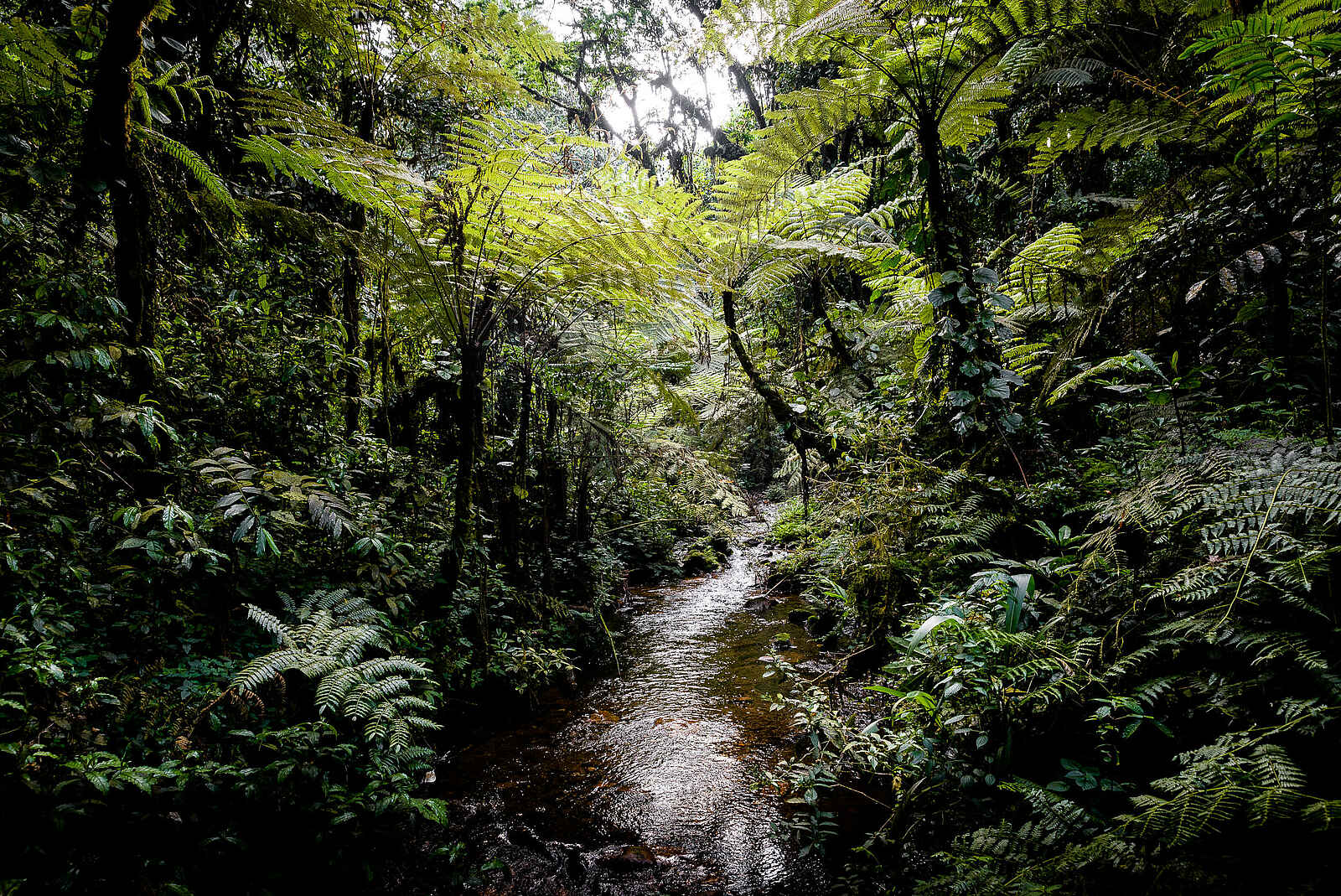 Gorilla Forest Lodge: Dichter Regenwald Gorilla Forest Lodge: Dichter Regenwald