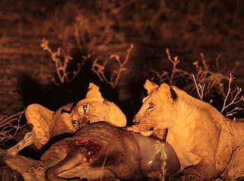 Grumeti Hills Camp: Löwen mit Beute