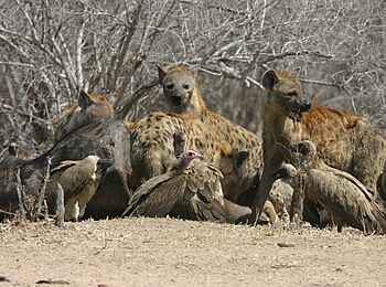 Island Bush Camp: Tüpfelhyänen und Weißrückengeier Island Bush Camp: Tüpfelhyänen und Weißrückengeier