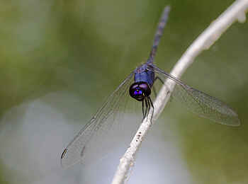 Kanana-Nyana-Camp: Libelle