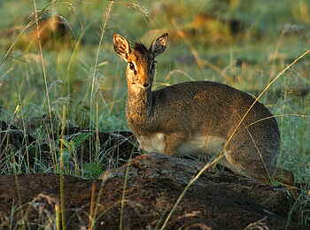 Karen Blixen Camp: Oribi Karen Blixen Camp: Oribi