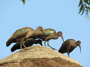 Katara Lodge: Ibisse Katara Lodge: Ibisse