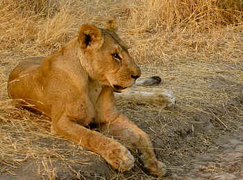 Kigelia Camp: Löwin Kigelia Camp: Löwin