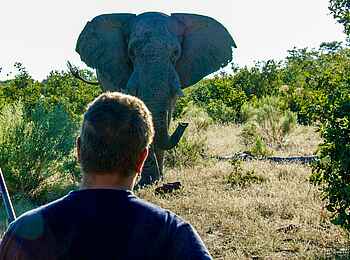 Kwapa Camp: Nahe Begegnung mit einem Elefant Kwapa Camp: Nahe Begegnung mit einem Elefant