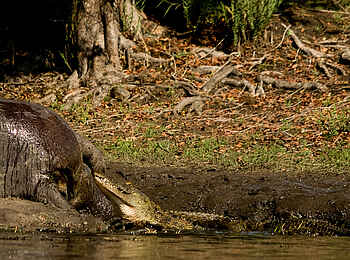 Leopard Lodge: Krokodil an einem Nilpferdkadaver
