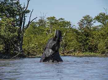 Little Sable Camp: Elefantenbad Little Sable Camp: Elefantenbad