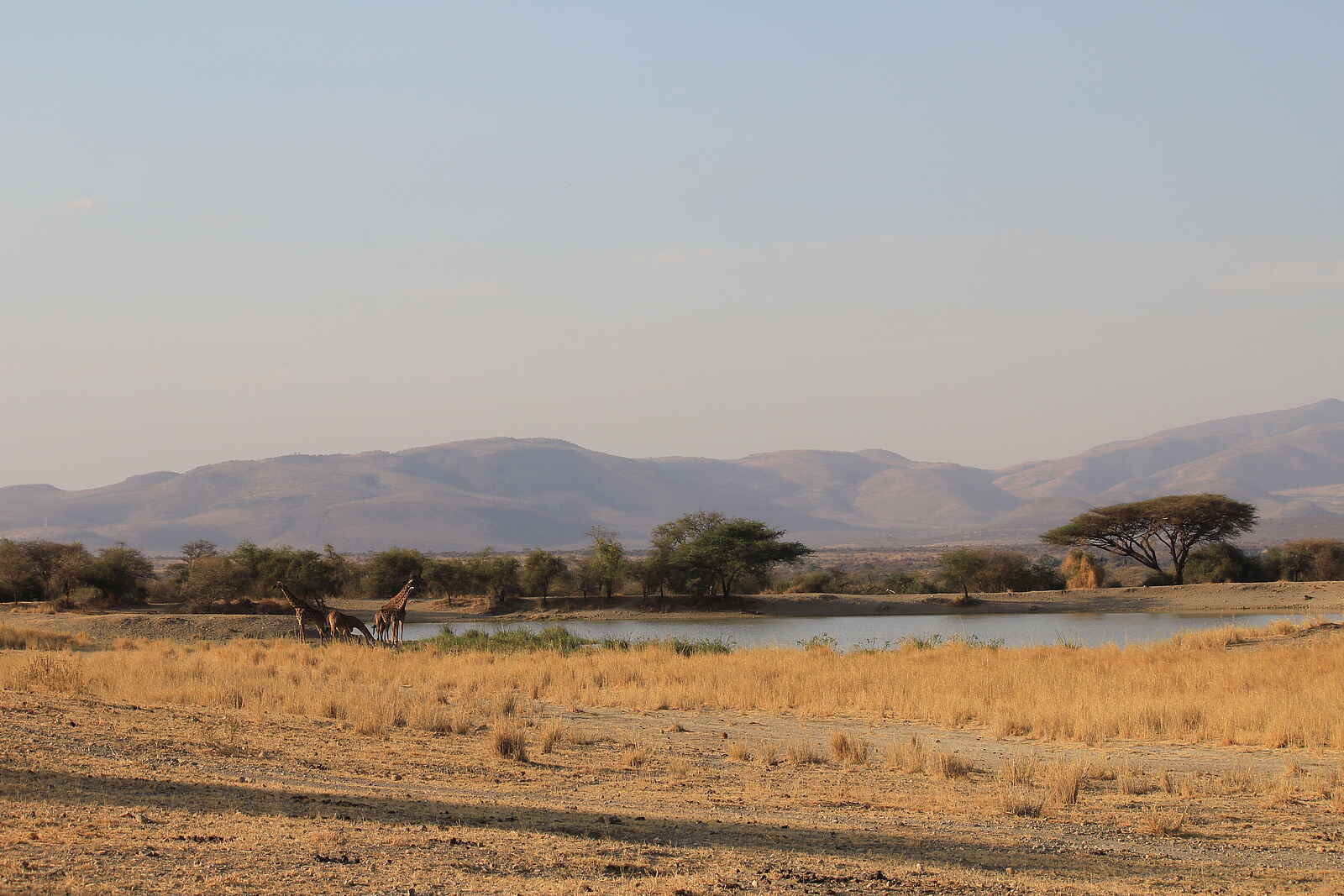 Manyara Ranch: Bergiger Horizont Manyara Ranch: Bergiger Horizont