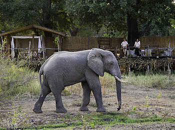 Mkulumadzi Lodge: Elefant vor dem Camp