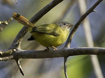 Mvuu Camp: Birding-Paradies