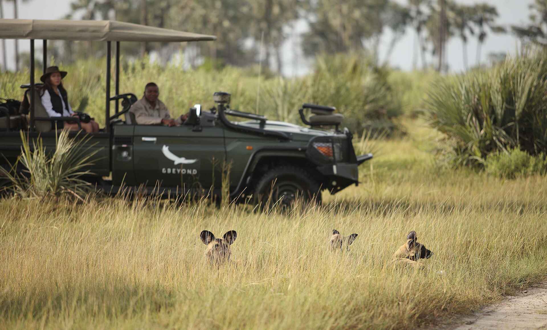 Nxabega Okavango Tented Camp: Wildhunde