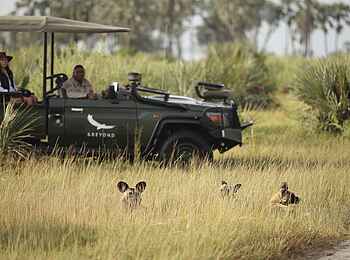 Nxabega Okavango Tented Camp: Wildhunde