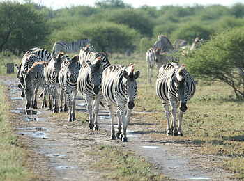 Nxai Pan Camp: Zebras