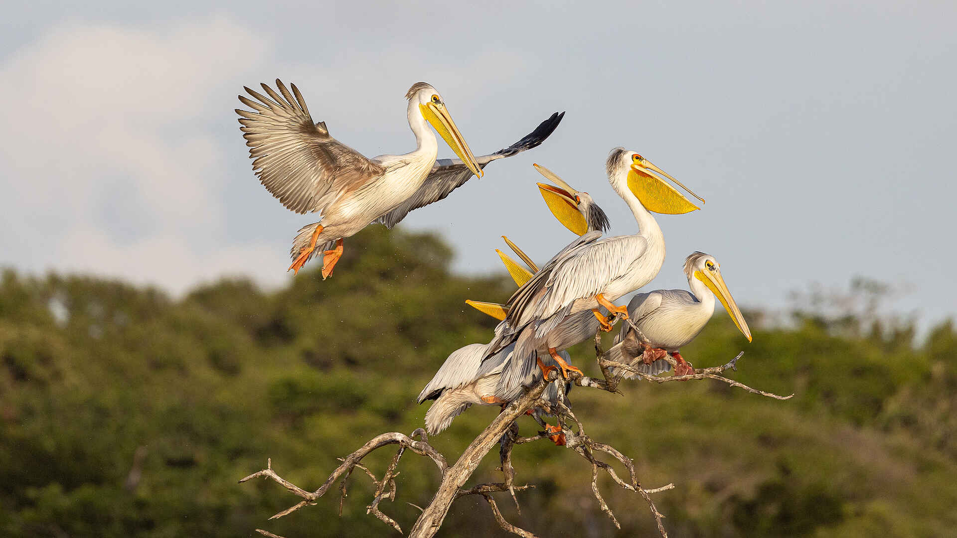Nyanga Lodge: Pelikane im Baum
