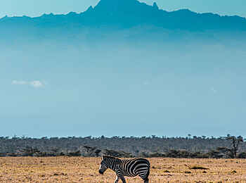 Porini Rhino Camp: Zebra