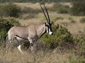 Saruni Samburu: Ostafrikanische Oryx-Antilope
