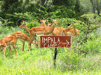 Selous Impala Camp: Schwarzfersenantilopen