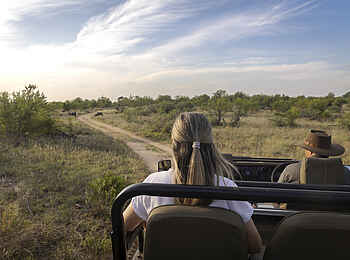 Simbavati Camp George: Auf Pirschfahrt Simbavati Camp George: Auf Pirschfahrt