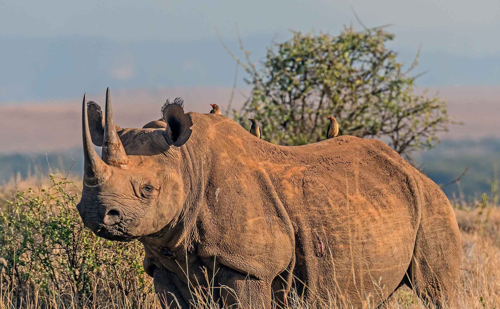 Sirikoi: Nashorn Sirikoi: Nashorn