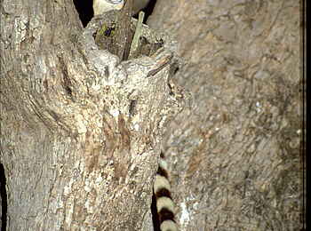 Tafika Camp: Ginsterkatze