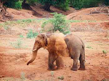 The Outpost: Elefant im Makuleke Contractual Park