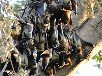 Wasa Lodge: Hängende Flughunde