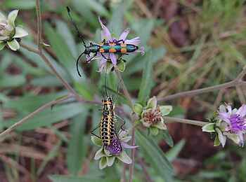 Wasa Lodge: Zusamenkunft der Käfer