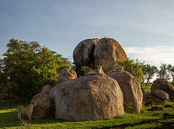 Wilderness Usawa Serengeti: Löwen auf einem Felsen Wilderness Usawa Serengeti: Löwen auf einem Felsen