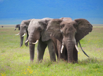 Craters Edge Lodge: Elefanten