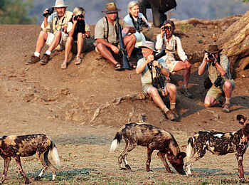 Little Vundu Camp: Wildhundbegegnung Little Vundu Camp: Wildhundbegegnung