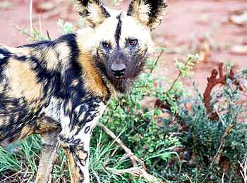 Madikwe Hills Private Game Lodge: African Wilddog