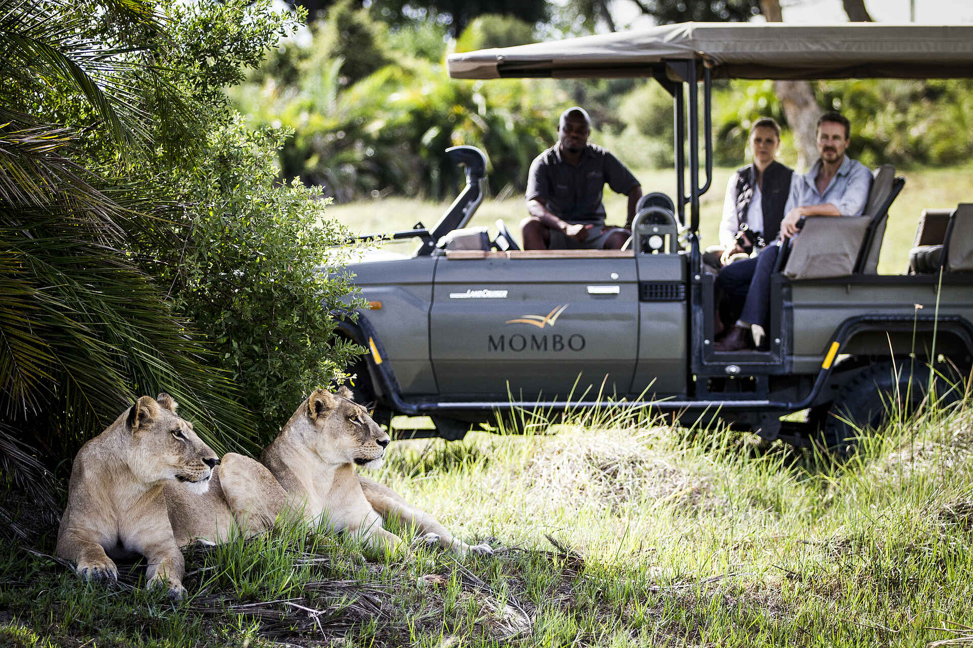 Big Five, Botswana, Luxus, Mombo Camp, Okavango, Okavango-Delta, Mombo, Game Drive, Geländewagen, Guide, Löwen, Löwinnen, Wildnis, Afrikarma, Afrikarma Safaris, afrikarma Safaris - Wildnis. Hautnah., Afrikarma.de