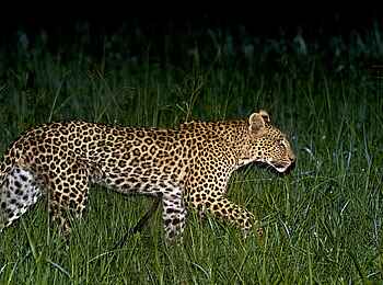 Ntemwa Busanga Bushcamp: Leopard bei Nacht
