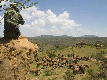 Ol Malo: Blick auf eine Elefantenherde