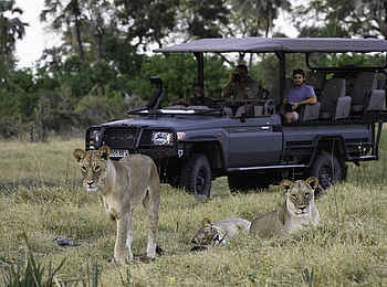 Qorokwe Camp: Game Drive Qorokwe Camp: Game Drive