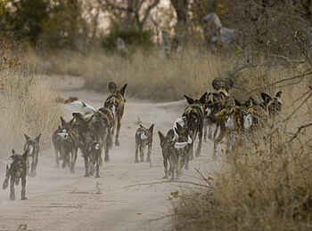 Sabi Sabi Little Bush Camp: Auf zur Hetze