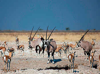 Taleni Etosha Village: Oryx-Antilopen beim Game Drive Taleni Etosha Village: Oryx-Antilopen beim Game Drive