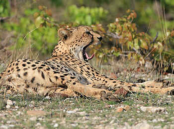 Tuli Safari Lodge Mashatu: Gähnender Gepard