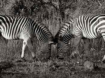 Bomani Tented Lodge: Zebras
