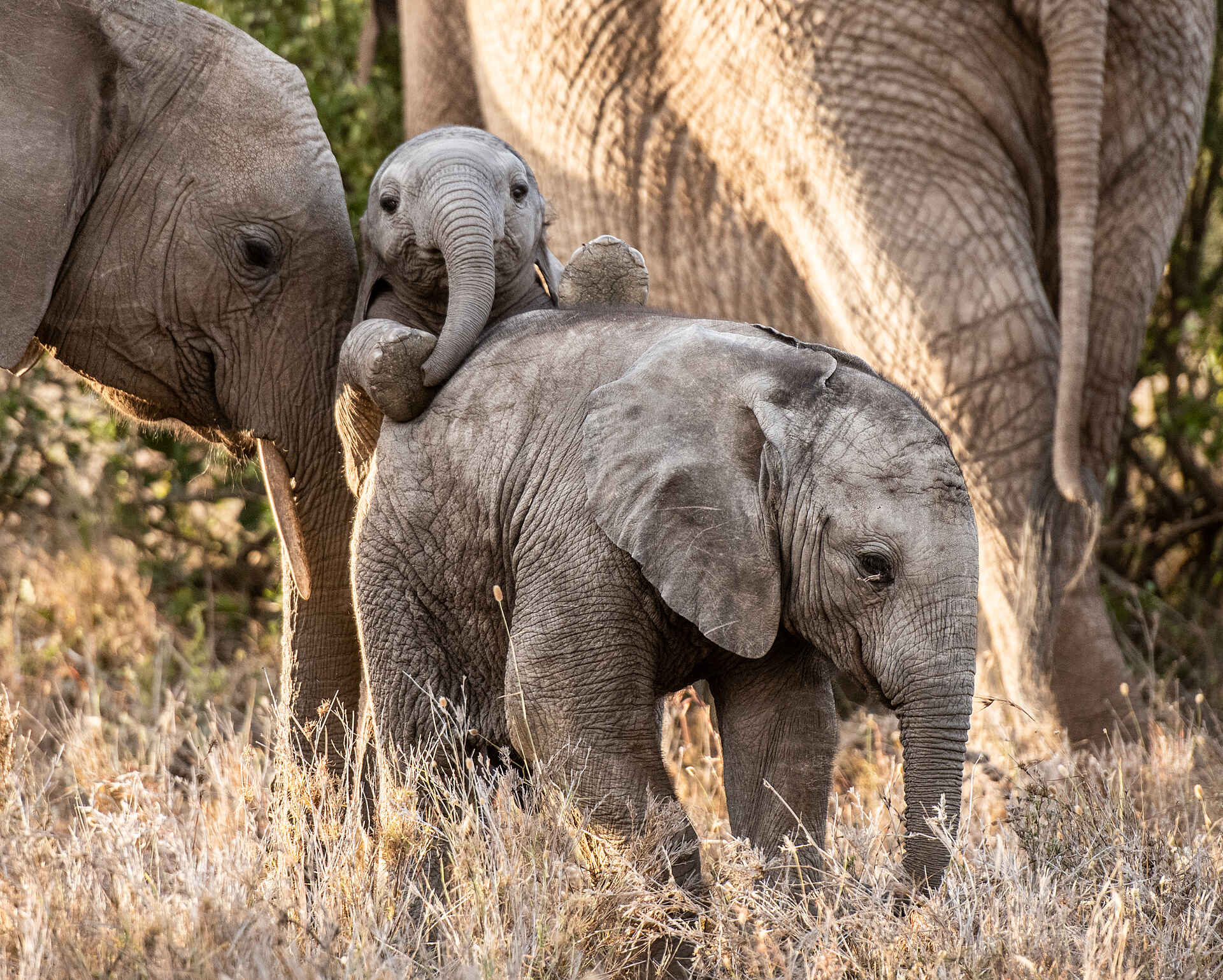 Borana Lodge: Verspielte Elefanten