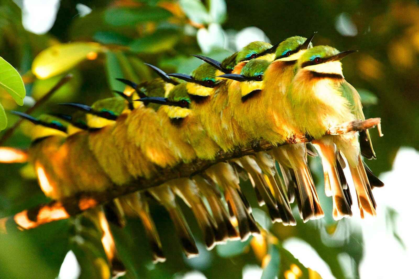 Ichingo Chobe River Lodge: Bienenfresser Ichingo Chobe River Lodge: Bienenfresser