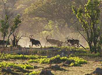 KaingU Safari Lodge: Rappenantilopen